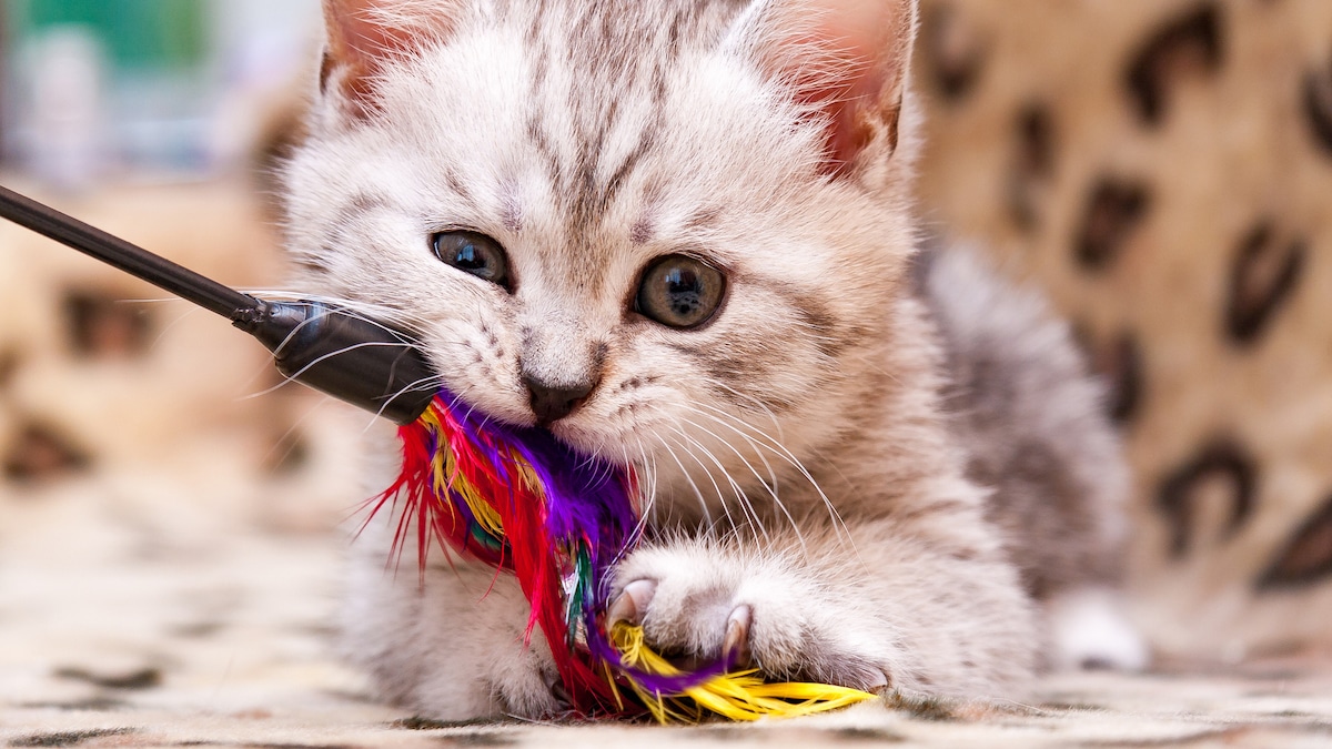 **Stop Wasting Money on Your Cat! 5 Things to Buy—and 5 Things to Skip