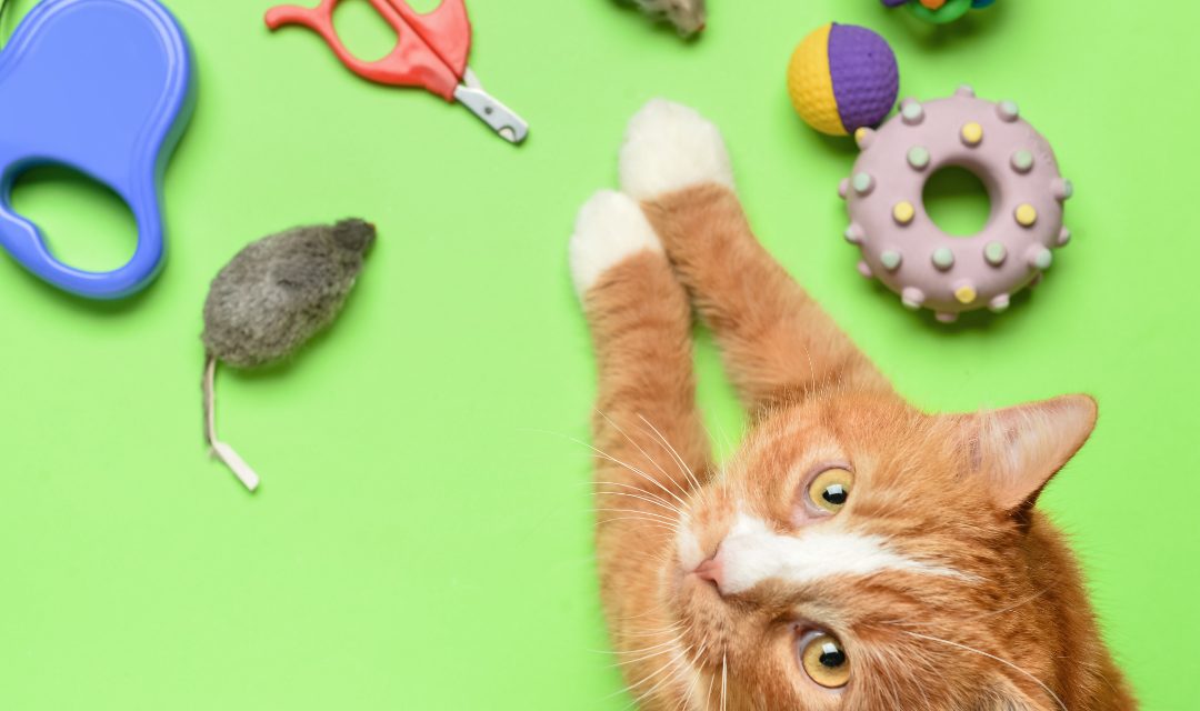 Getting Your First Cat? Buy These Things Before the Tiny Boss Arrives