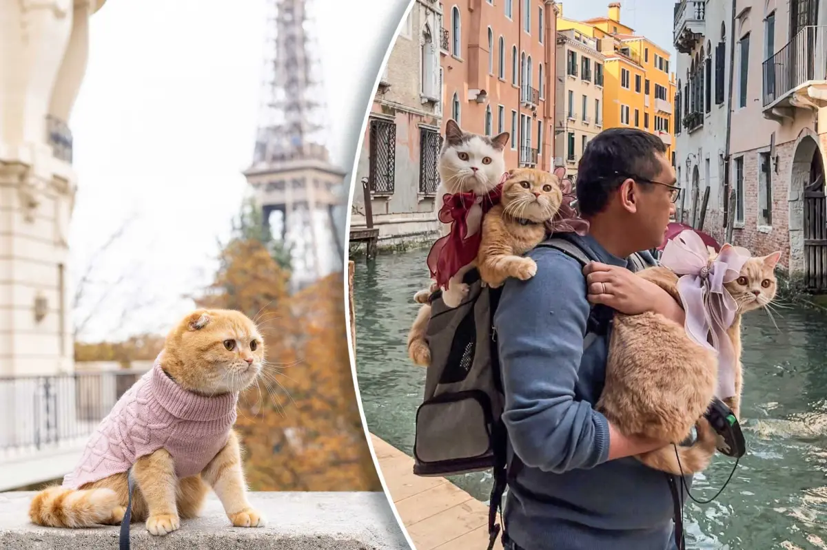 Your Cat Wants a Vacation Too: How to Travel the World With Your Furry Boss