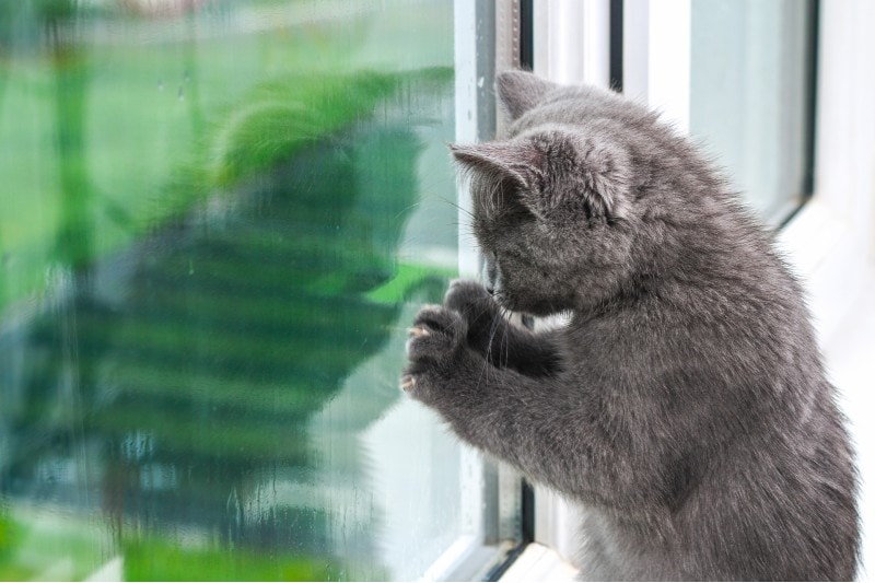 Does Your Cat Miss You When You Leave? The Truth About What Your Cat Does While You’re Gone
