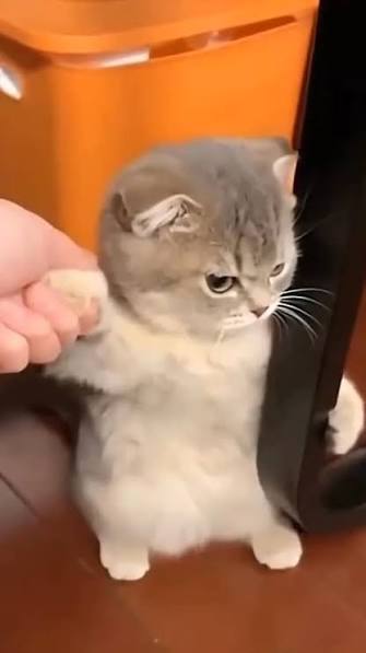 Things Every Cat Owner Has Done but Would Never Admit!