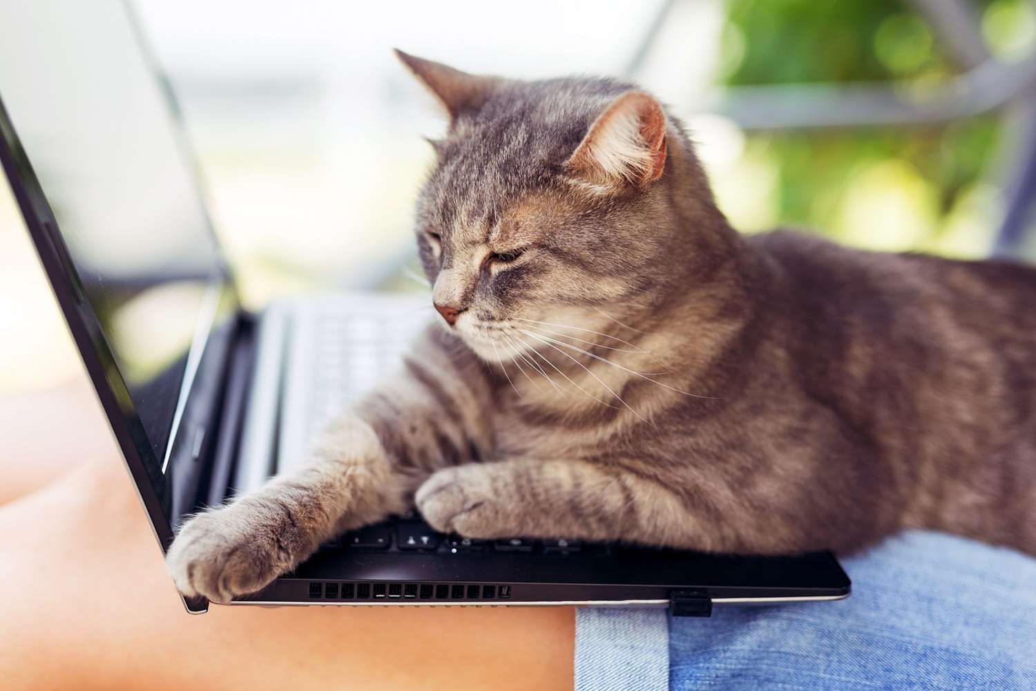 Why Your Cat Treats Your Laptop Like Its Personal Throne