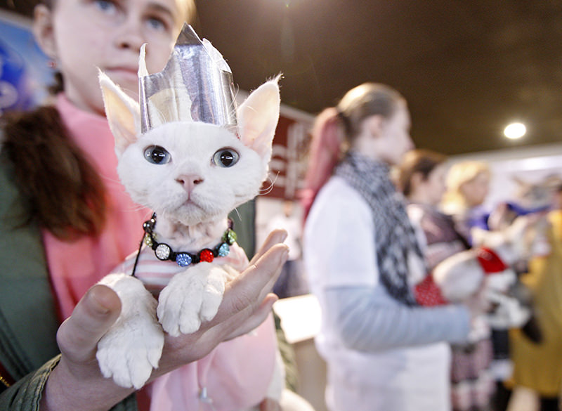 The World’s Most Famous Cat Beauty Contests: When Fluffy Divas Compete for the Crown