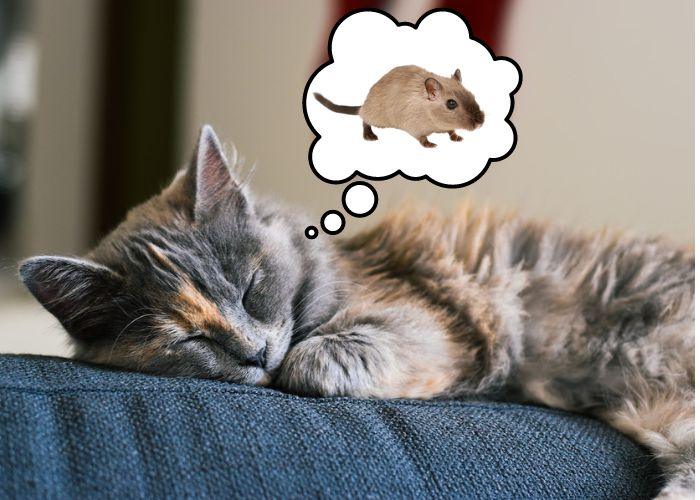 What Does Your Cat Dream About? Tiny Hunters, Giant Fish & Midnight Adventures