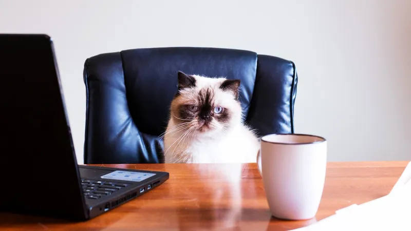 10 Signs You’re Not a Cat Owner—You’re Actually an Employee