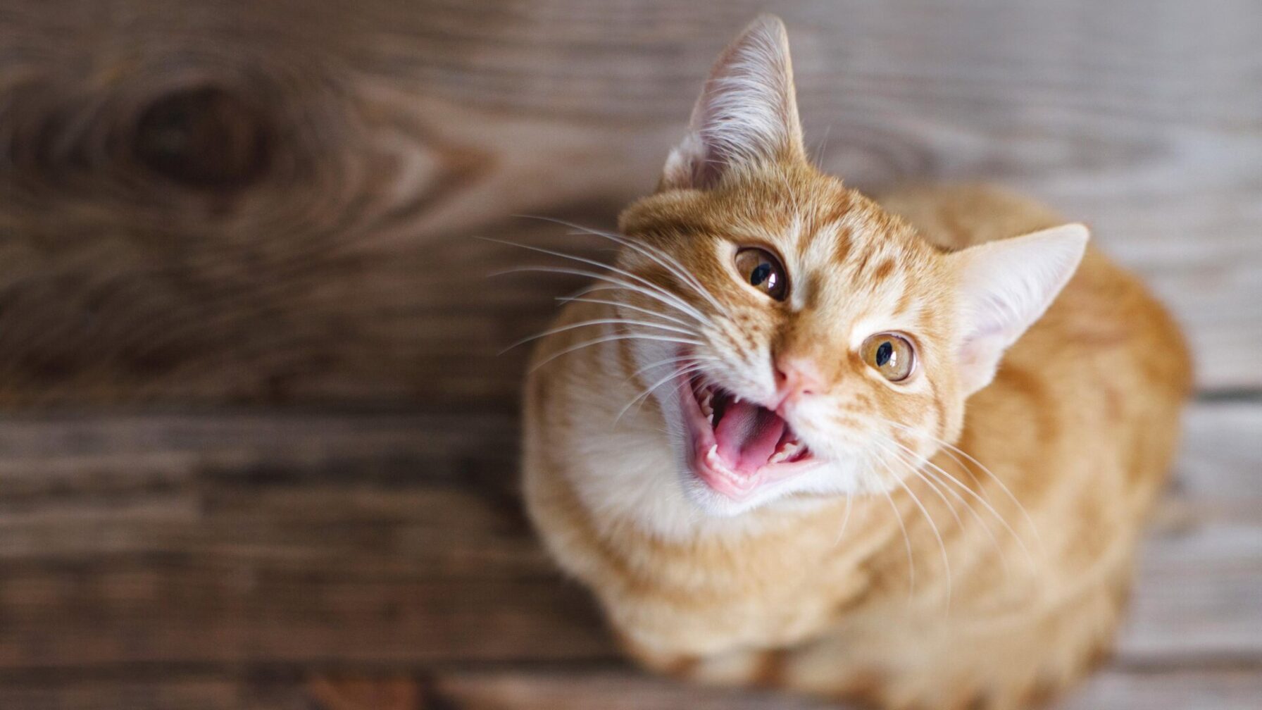 If Your Cat Could Talk, You’d Probably Need Therapy