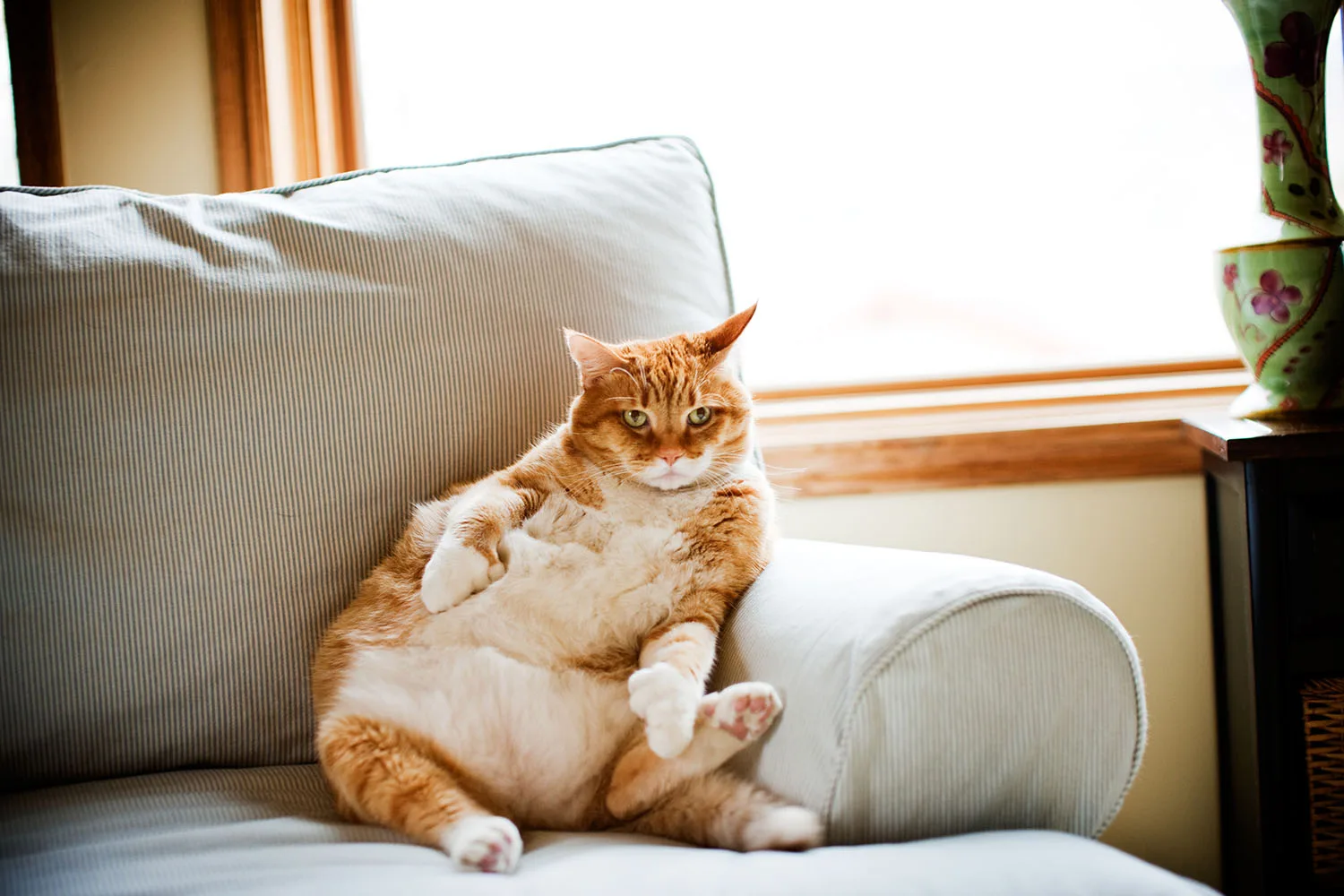 Your Cat’s Secret Life: What Happens When You’re Out Making Money for Its Lazy Butt?