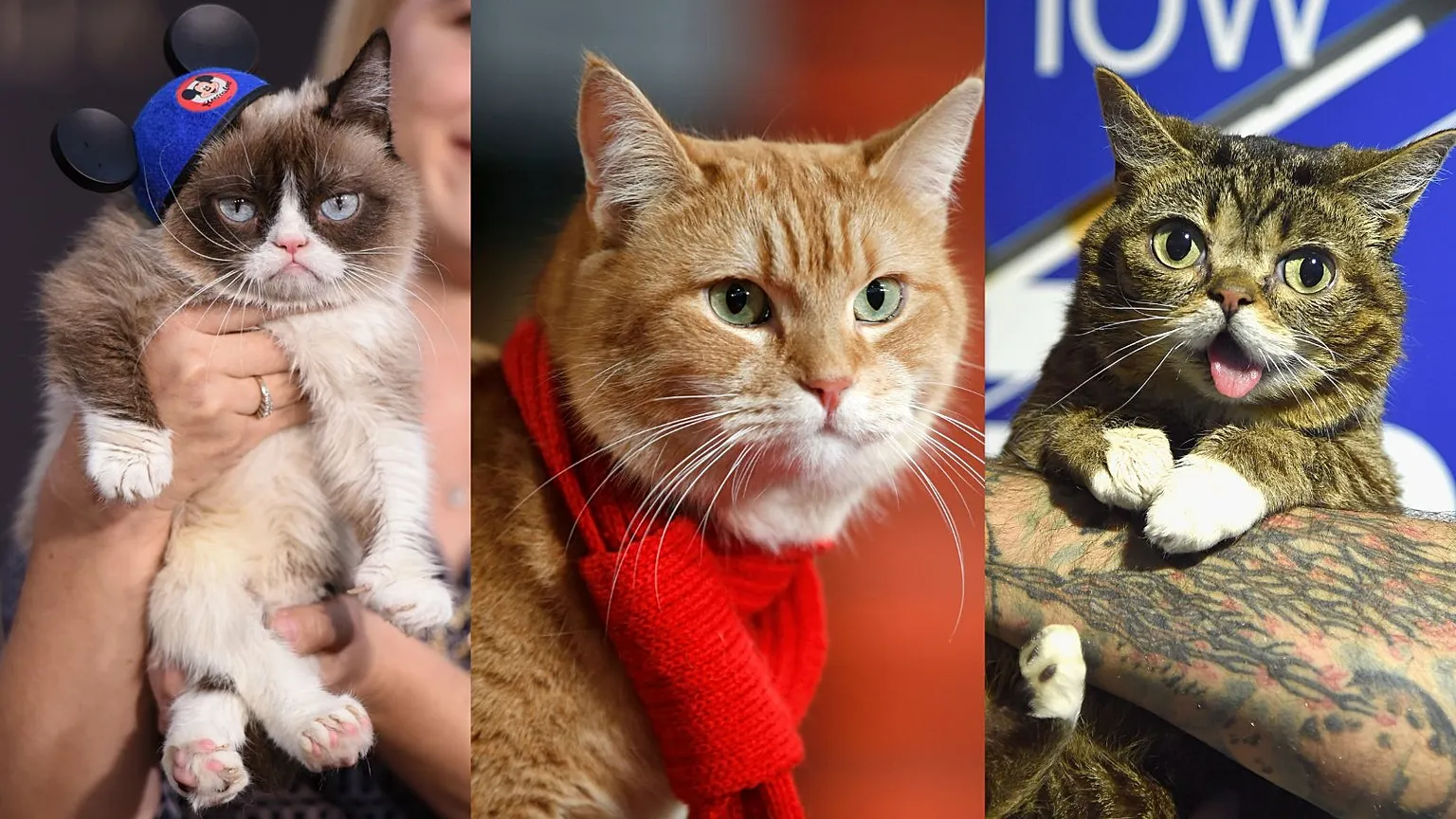 The Famous Cats That Became Celebrities Without Even Trying