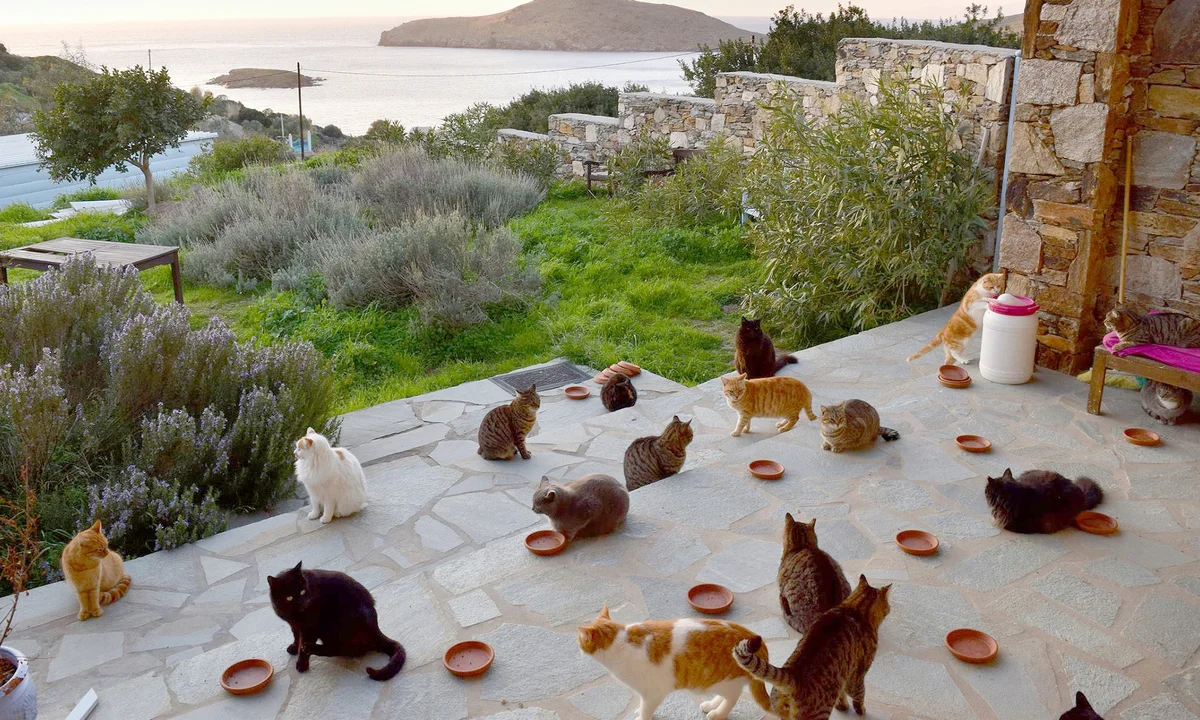 Forget Tourist Attractions - Welcome to the World’s Biggest Cat Kingdoms