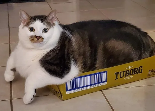 Why Does My Cat Do That? 5 Top Secrets Every Cat Owner Should Know