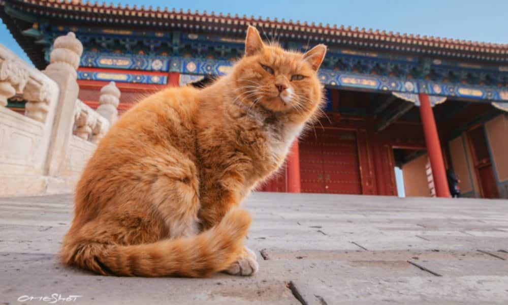 Meet the 200 Cats Who Basically Own Beijing’s Forbidden City