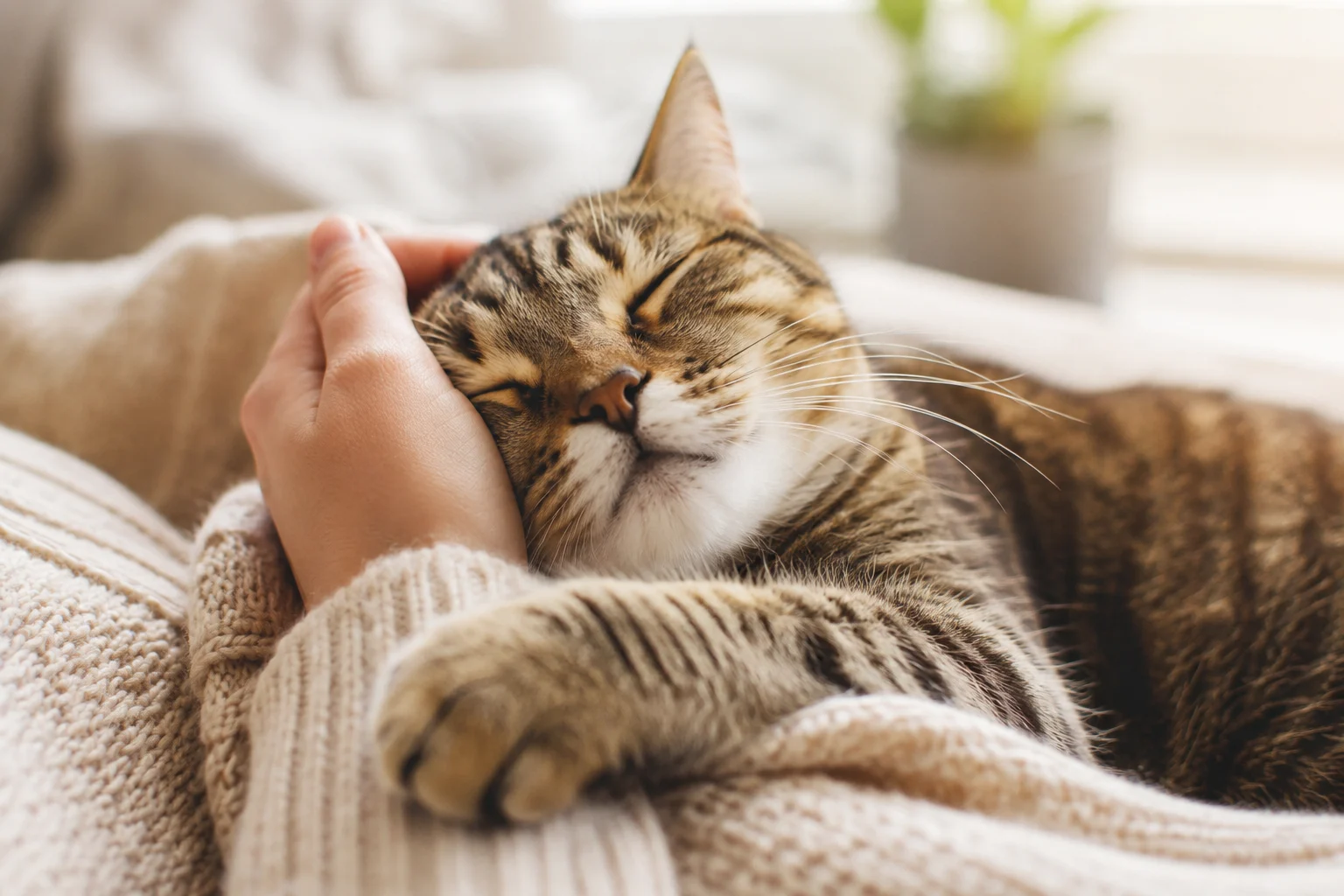 How Do Cats Say “I Love You” Without Actually Saying It?