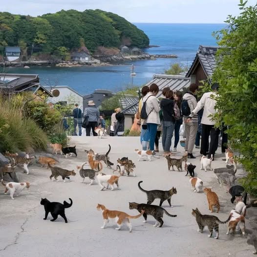 The World’s Most Famous Cat Islands: Where Cats Outnumber Humans