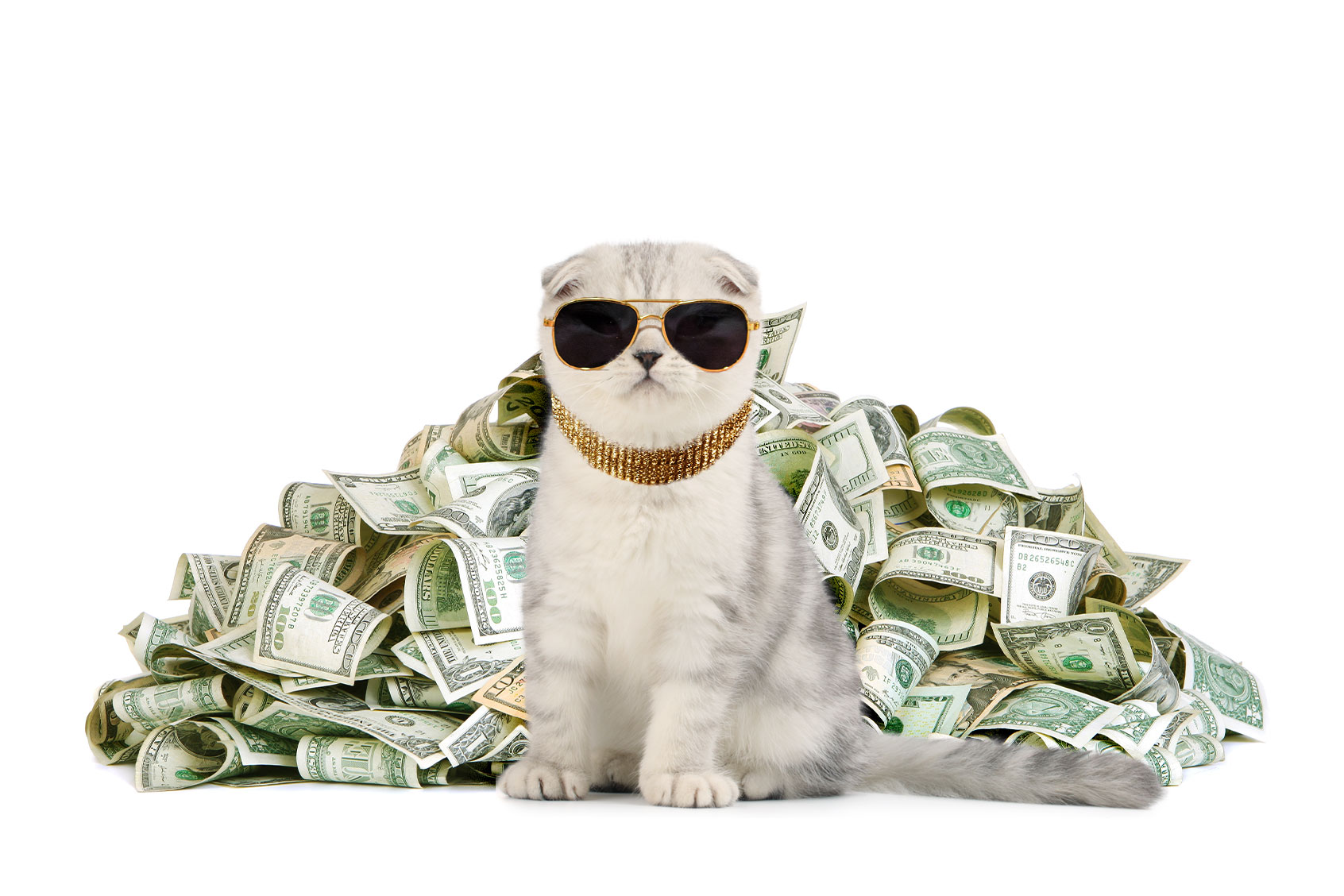 The Richest Cats in the World: Meet the Felines With Million-Dollar Fortunes
