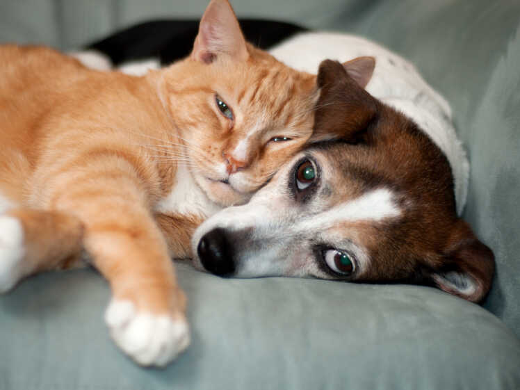 Your Cat Wants a Roommate? 7 Pets That Might Survive Living With the Boss