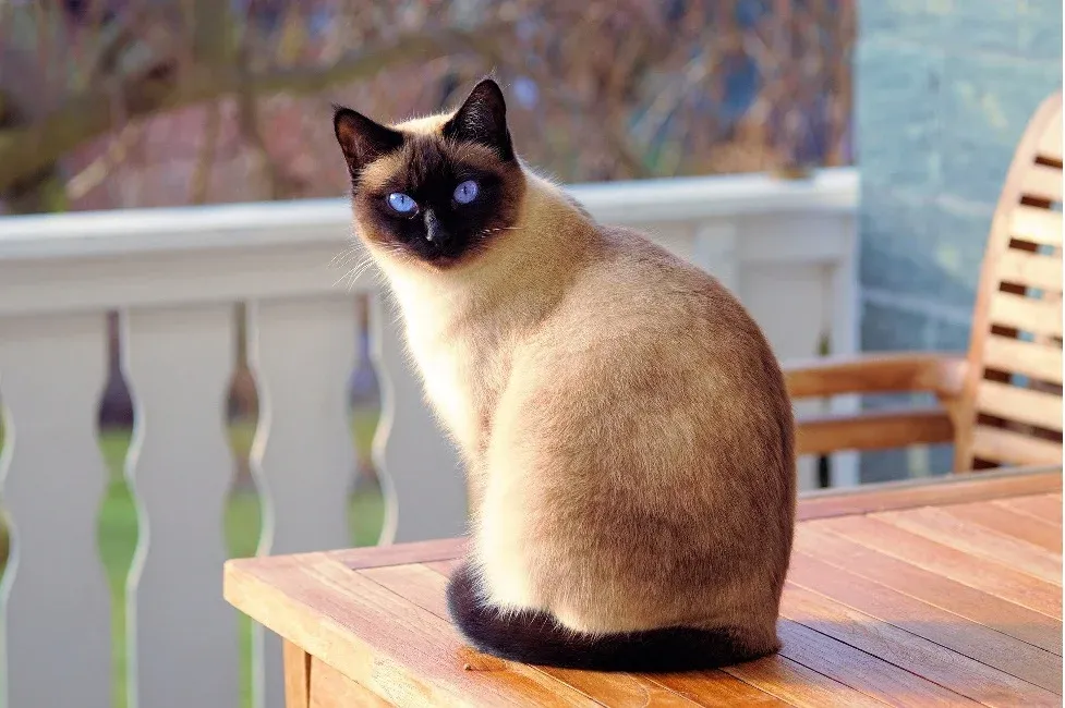 Does Your Cat Know Its Name—or Is It Just Pretending Not to Hear You?