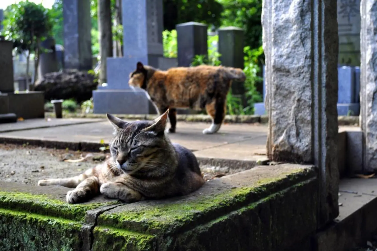 Forget Normal Cat House —These Cats Moved Into Castles, Ruins & Islands