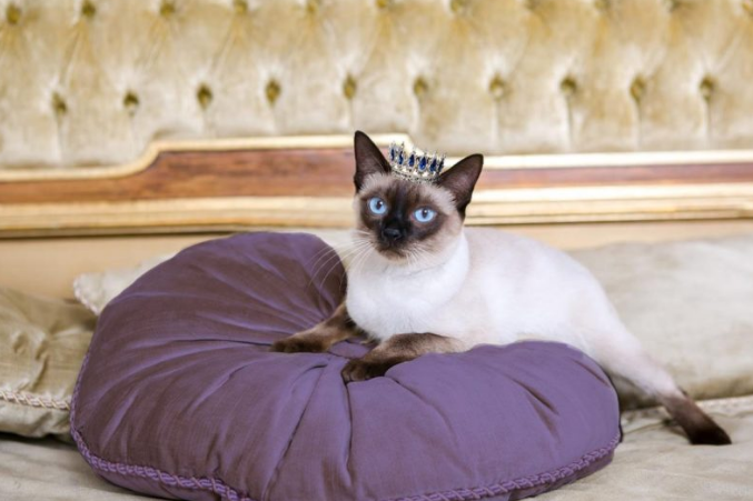 The World’s Most Luxurious Cat Hotels: Because Your Cat Deserves a Vacation Too