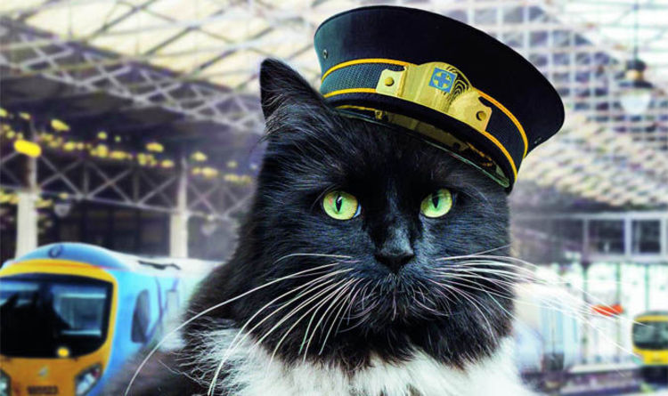 Cats at Work: The Strangest Jobs Our Furry Bosses Have Ever Had In History