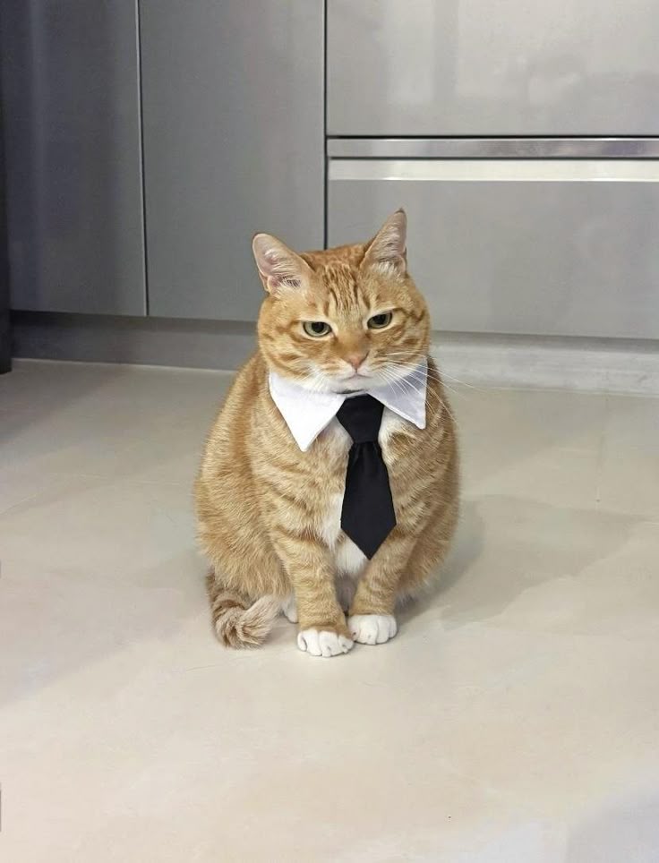 7 Jobs Cats Have Secretly Given Themselves (And Why You’re Their Unpaid Assistant)