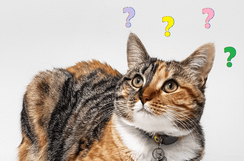 Cat Questions That Sound Stupid… Until You Actually Have a Cat